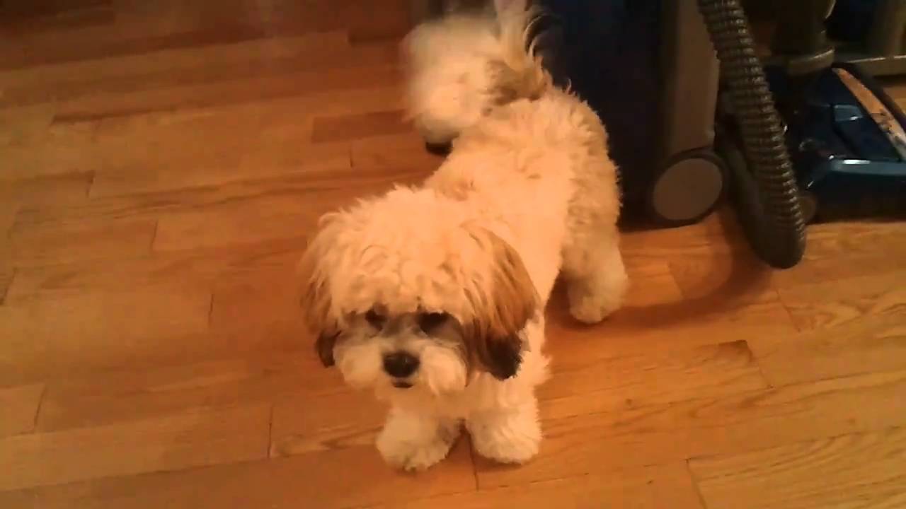 Teddy Bear White Fluffy Furry Puppy Playing with Octopus Toy in Home