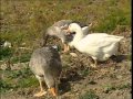 Les quatre saisons de Sarenne 1/2