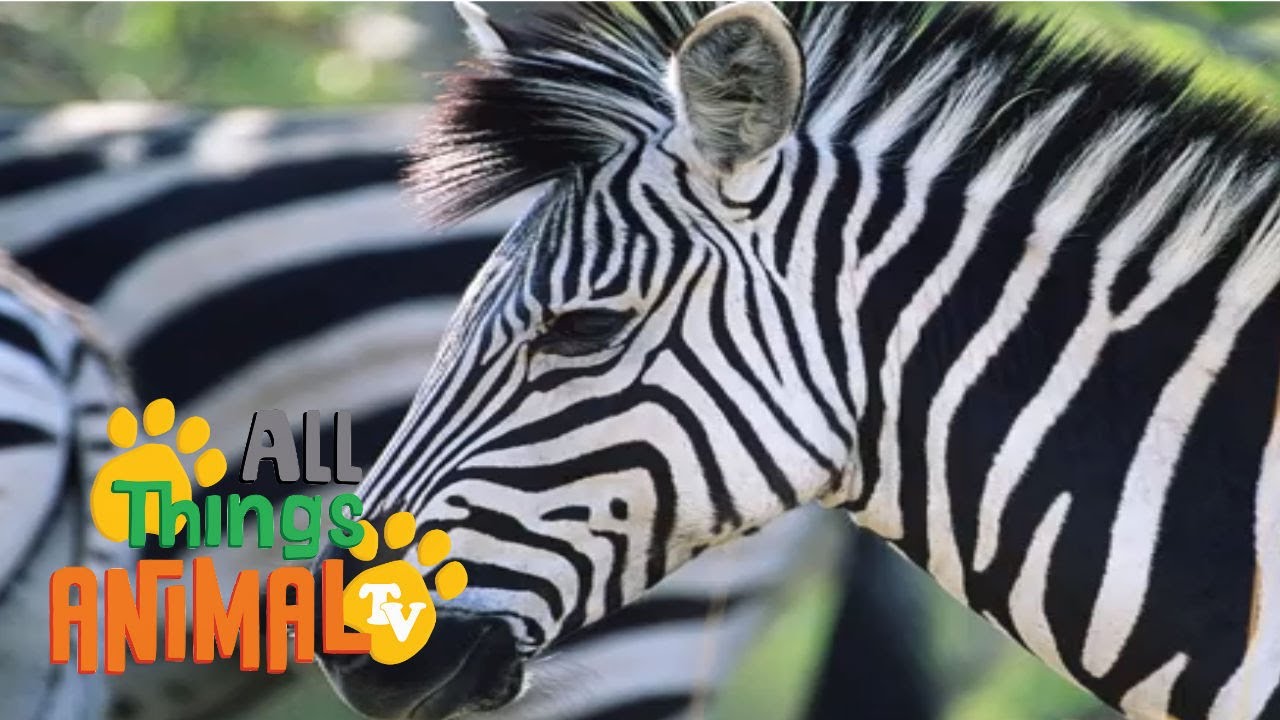 ZEBRA: Animals for children. Kids videos. Kindergarten | Preschool