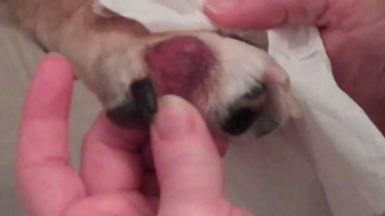Dog Foot Swollen Between Toes S Pictures to Pin on ...