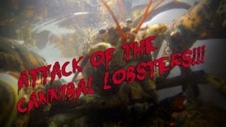 Attack of the Cannibal Lobsters