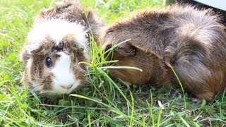 Unterwegs in der Wildnis mit Meeris