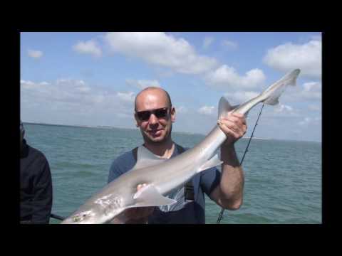 essex sea fishing bites 3- smooth-hounds