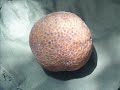 Bread Fruit & Bushcraft