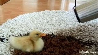 I Are Cute Duckling AWW