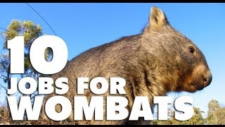 10 Jobs For Wombats