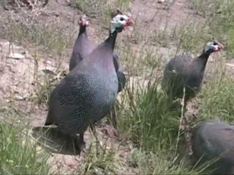 Short Clips... Male Guinea Fowl Sounds - YouTube