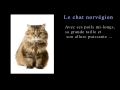 Encyclopédie des chats