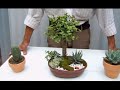 Plantas para la buena suerte 3