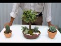 Plantas para la buena suerte 3