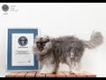 Colonel Meow Полковник Мяу. Уникальные съемки и много фото.