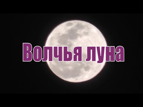Новосибирец запечатлел на видео Волчью Луну