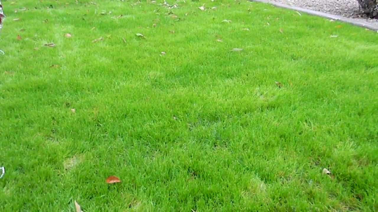 How to Plant Winter Grass Update (One month after planting) YouTube