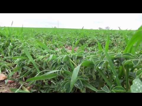 agriculture ecologiquement intensive