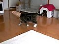 覆面ねこ2。