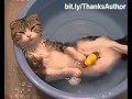 Compilation Vidéos Buzz Officiel de chats