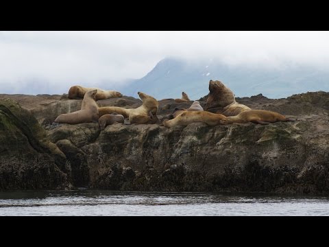 Investigating Steller Sea Lion Populations