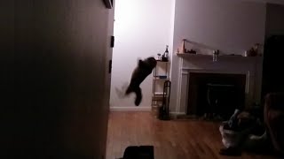 Cat catches bat mid air