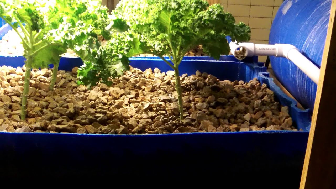  Food Chain Lex. Aquaponics demo setup. Any Aquaponics tips? - YouTube