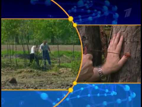 Как сделать поиск клада Как сделать поиск клада