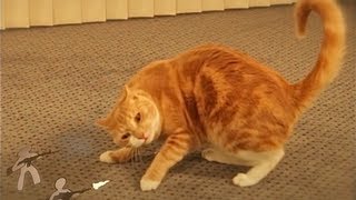 Ginger Cat vs The Paper Army