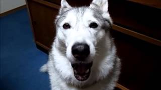 Talking dog, siberian husky Hana 　文句を言う犬