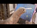 Elephant Cosmos Elephant Cosmos