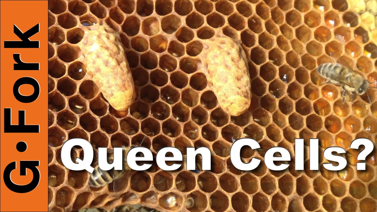 Supersedure Queen Cells Beekeeping 101 GardenFork.TV YouTube