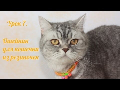 Ошейники для кошек мастер класс