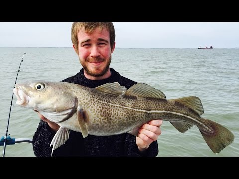 cod and thornback fishing in Thames Estuary