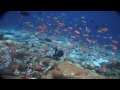Maldives: diving paradise (full documentary)
