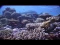 Maldives: diving paradise (full documentary)