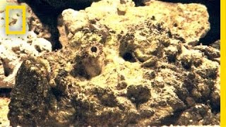 Stonefish Strikes Without Warning