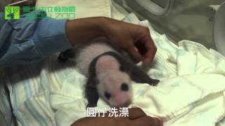 大貓熊圓仔叫聲 The "Giant Voice" from Baby Panda