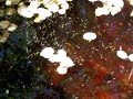 Mosquito Larvae (Wigglers) in Stagnant Water