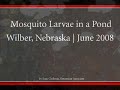Mosquito Larvae (Wigglers) in Stagnant Water