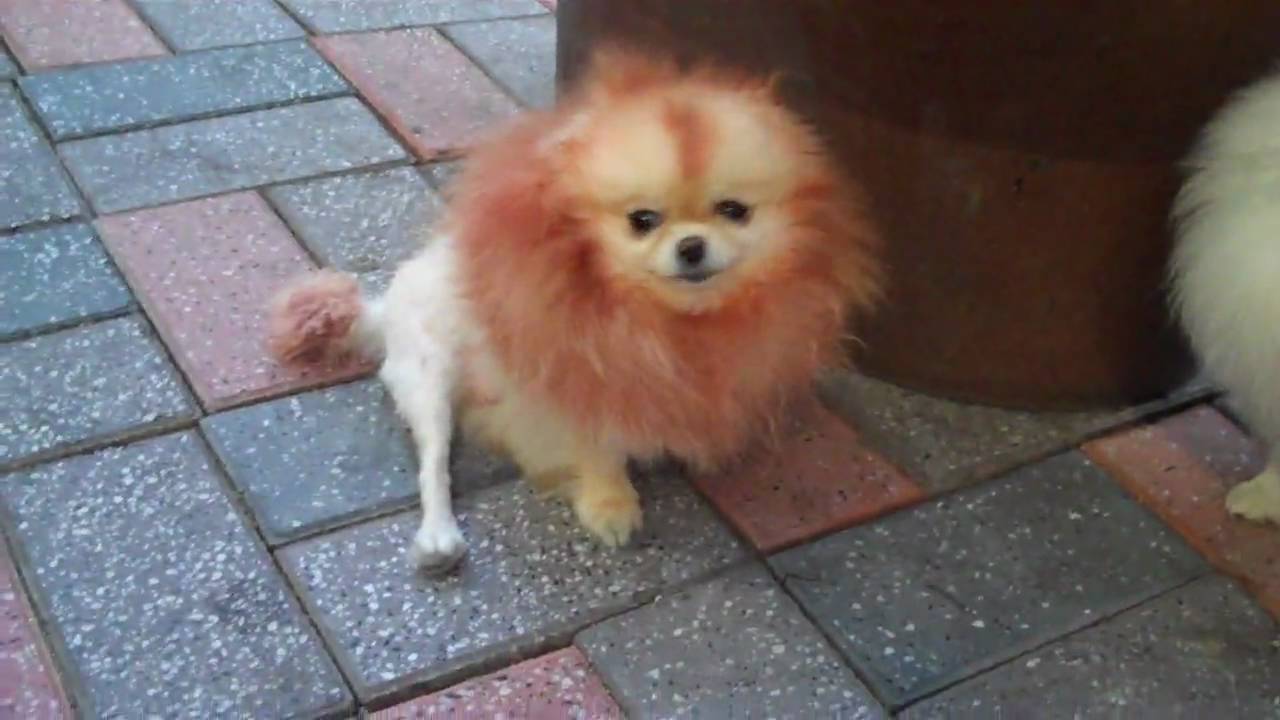 Grooming Your Pomeranian Like A Show Dog Grooming Your Pomeranian Like A Show Dog