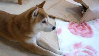 でっかい包装紙と柴犬と猫　Wrapping paper, Shiba Inu and cat