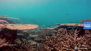 الحاجز المرجاني العظيم تراجع إلى النصف ومخاوف من اختفائه تماماً
