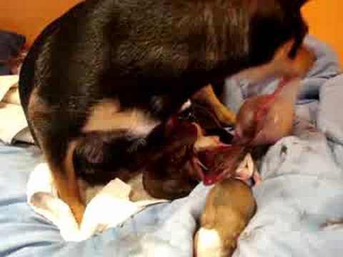 Pregnant dog giving birth pt 2 - YouTube