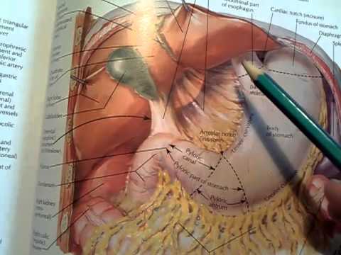 58. Peritoneum (parietal and visceral), peritoneal cavity and omental