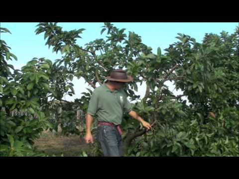 pruning avocados