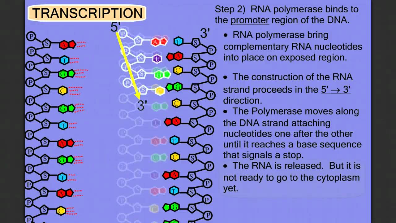 steps of protein sythesis steps of protein sythesis