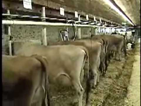 Tie Stall Dairy Barns