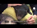 Extinction of species accelerating: Euronews