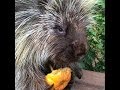 Teddy Bear, the Talking Porcupine, LOVES Pumpkin