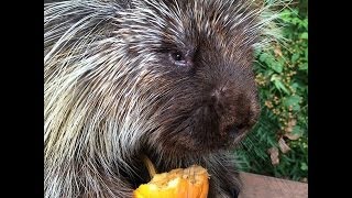 Teddy Bear, the Talking Porcupine, LOVES Pumpkin