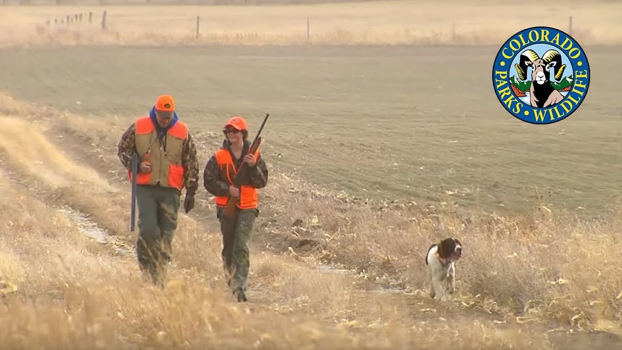 Pheasant Hunting Colorado YouTube