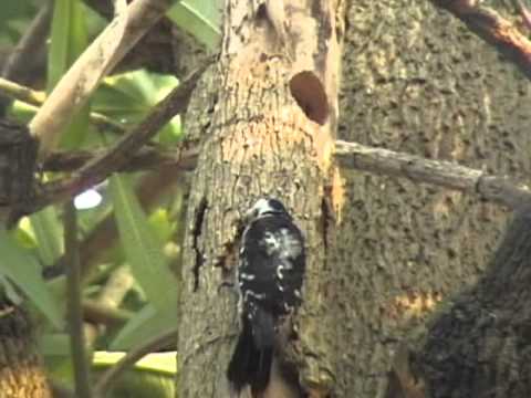 大林國中：啄木鳥找蟲子 - YouTube pic