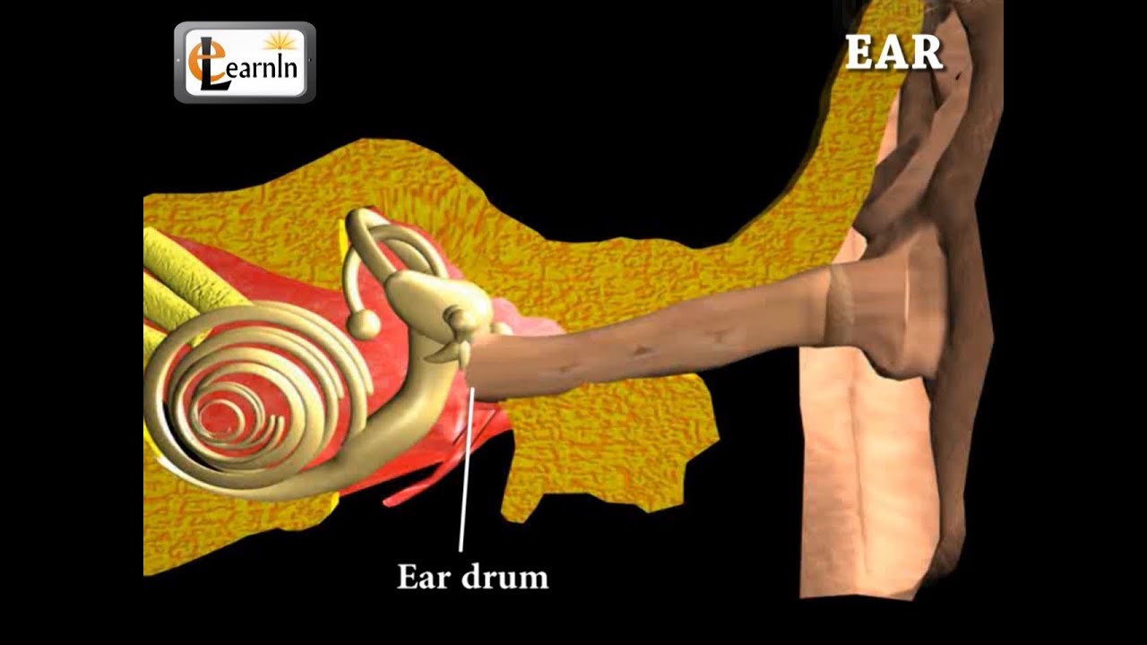 Ear Anatomy | Inside the ear | 3D Human Ear animation video | Biology